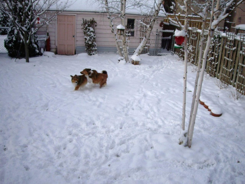 zima
- 20 listopada 2008 #zima #psy #Toronto