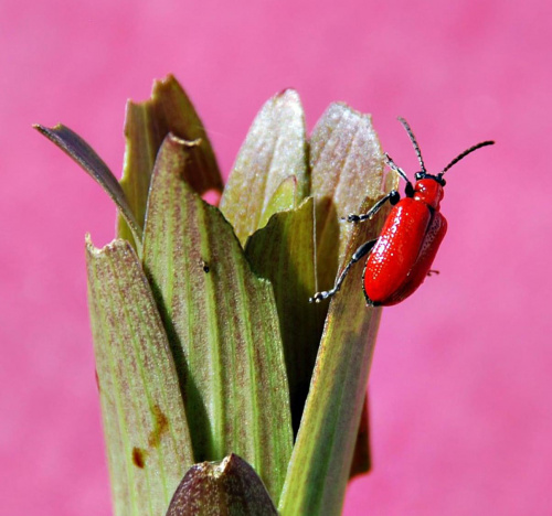 wiosenne robalki #przyroda #owady #natura