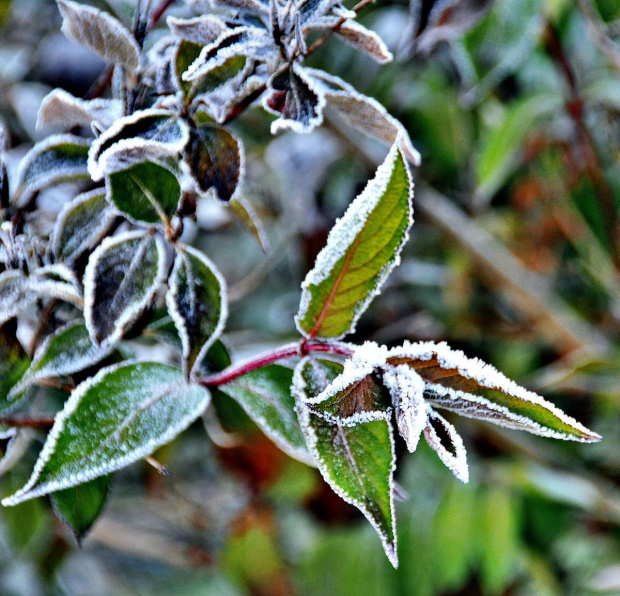 zmarznięta przyroda #zima #przyroda #natura #krajobraz