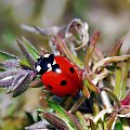 wiosenne robalki #przyroda #owady #natura