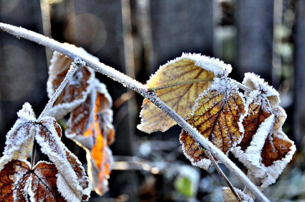 zmarznięta przyroda #zima #przyroda #natura #krajobraz