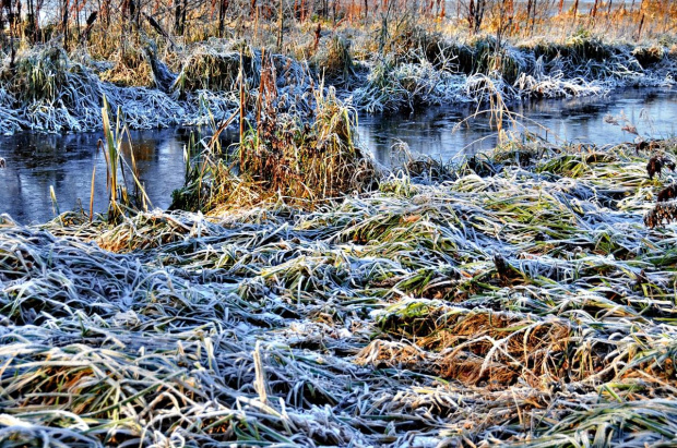 zmarznięta przyroda #zima #przyroda #natura #krajobraz