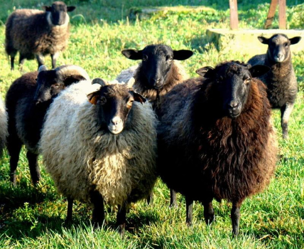 jeszcze z pobytu na wsi ......... #owce #wieś #barany