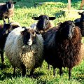 jeszcze z pobytu na wsi ......... #owce #wieś #barany