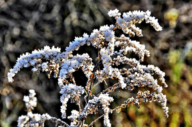 zmarznięta przyroda #zima #przyroda #natura #krajobraz