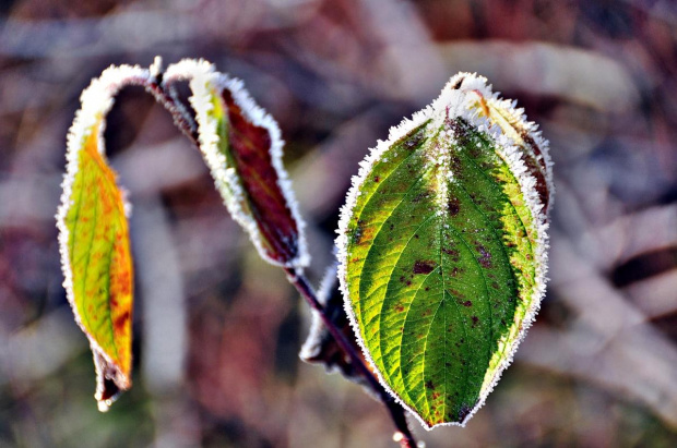 zmarznięta przyroda #zima #przyroda #natura #krajobraz