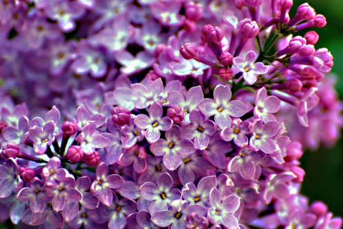ładne - kolorowe #przyroda #rośliny #kwiaty #ogród #lato
