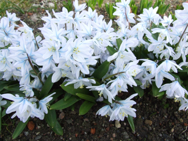 Scilla tubergiana