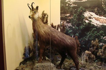 Zamek Orawski ( Oravsky hrad ) Słowacja #Zamek #Orawski #Słowacja #Orawa #OravskyHrad