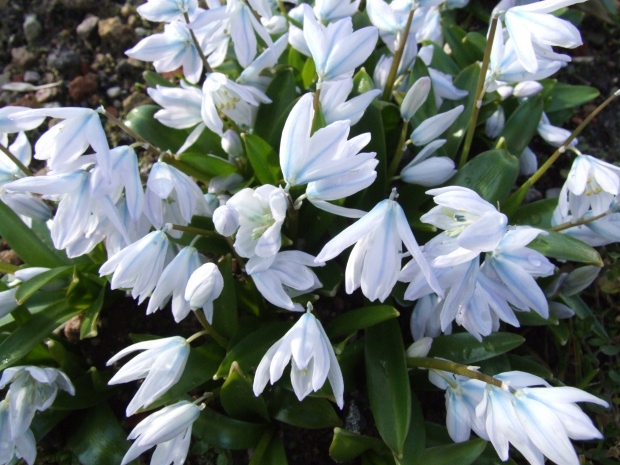 Scilla tubergiana