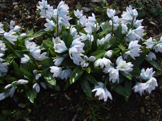 Scilla tubergiana