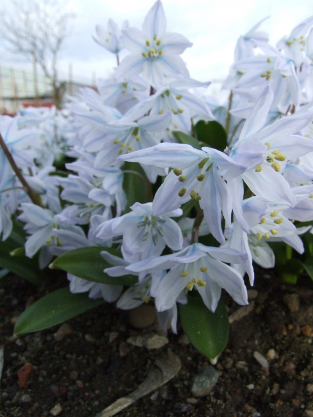 Scilla tubergiana