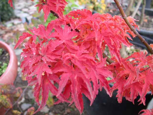 Acer palmatum 'Shishigashira'