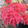 Acer palmatum 'Shishigashira'