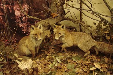 Zamek Orawski ( Oravsky hrad ) Słowacja #Zamek #Orawski #Słowacja #Orawa #OravskyHrad