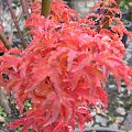 Acer palmatum 'Shishigashira'