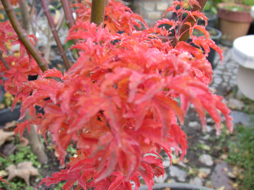 Acer palmatum 'Shishigashira'