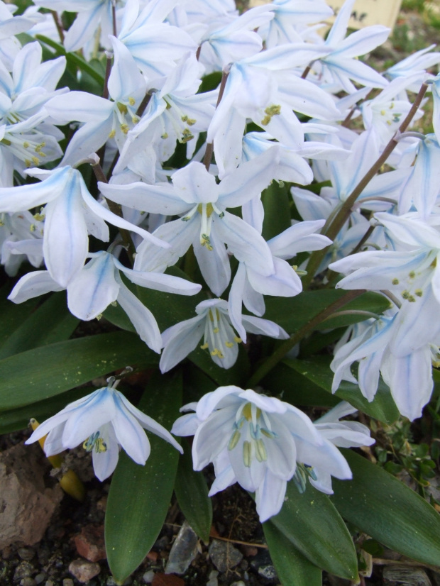 Scilla tubergiana