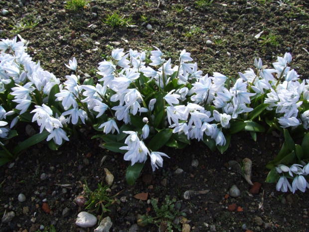 Scilla tubergiana