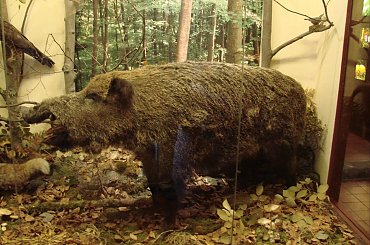 Zamek Orawski ( Oravsky hrad ) Słowacja #Zamek #Orawski #Słowacja #Orawa #OravskyHrad