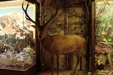 Zamek Orawski ( Oravsky hrad ) Słowacja #Zamek #Orawski #Słowacja #Orawa #OravskyHrad