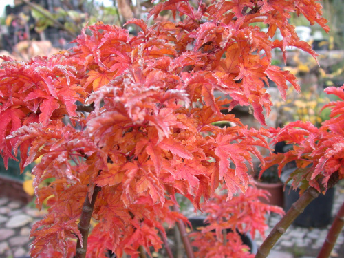 Acer palmatum 'Shishigashira'