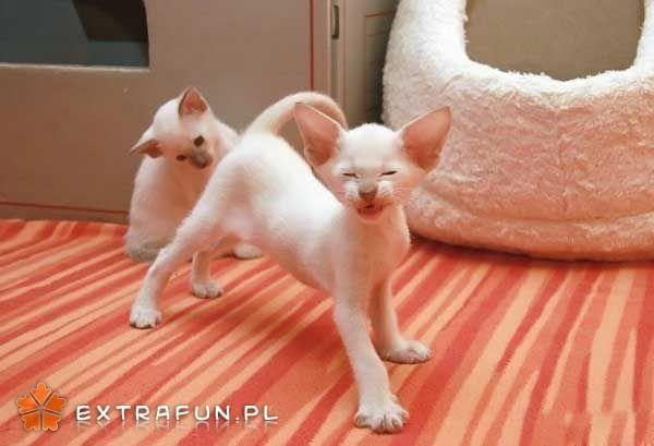www.extrafun.pl #extrafun