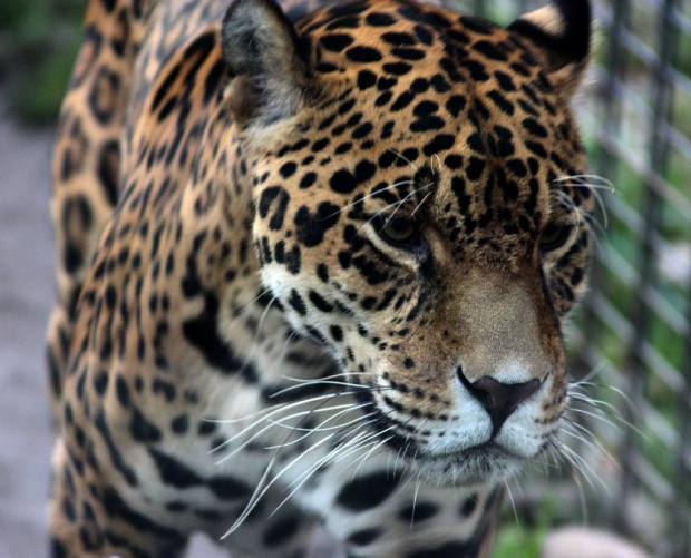 Jaguar...