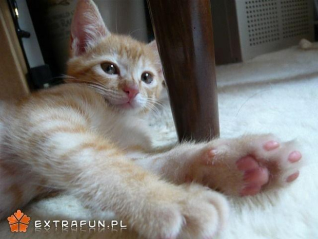 www.extrafun.pl #extrafun
