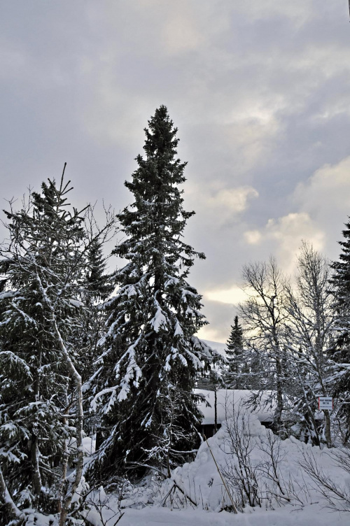 Trysil - Norwegia. Tu zima w pełni już od dawna #zima #śnieg #krajobraz #niebo #przyroda