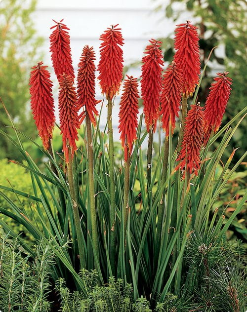 Kniphofia Nancy's Red' - internet