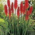 Kniphofia Nancy's Red' - internet