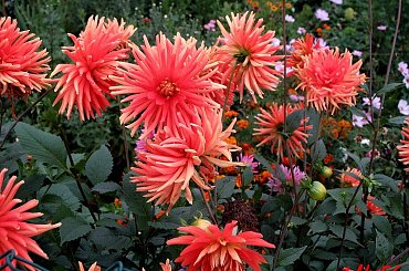 ... letnie wspomnienia ... #kwiaty #ogród #dalie #lato