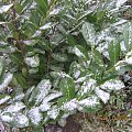 laurowiśnia - pierwszy śnieg