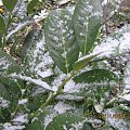 laurowiśnia - pierwszy śnieg