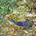 Sharm El Sheikh - Morze Czerwone.