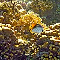 Sharm El Sheikh - Morze Czerwone.