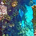 Ras Mohammed - Podwodny Park Narodowy w Sharm El Sheikh .