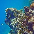 Sharm El Sheikh - Morze Czerwone.