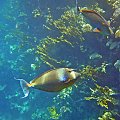 Sharm El Sheikh - Morze Czerwone.