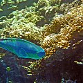 Sharm El Sheikh - Morze Czerwone.