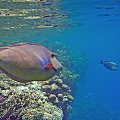 Ras Mohammed - Podwodny Park Narodowy w Sharm El Sheikh .