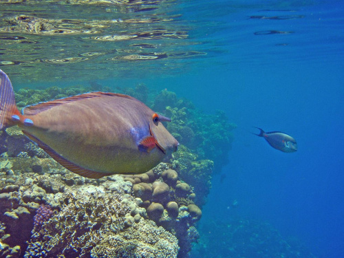 Ras Mohammed - Podwodny Park Narodowy w Sharm El Sheikh .