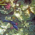 Ras Mohammed - Podwodny Park Narodowy w Sharm El Sheikh .