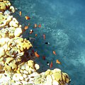 Sharm El Sheikh - Morze Czerwone.