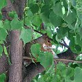 Wiewiorka na drzewie #ssaki