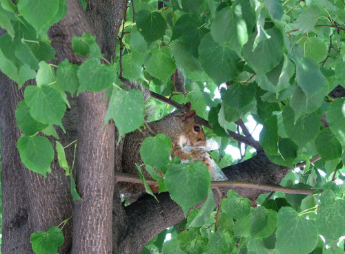 Wiewiorka na drzewie #ssaki