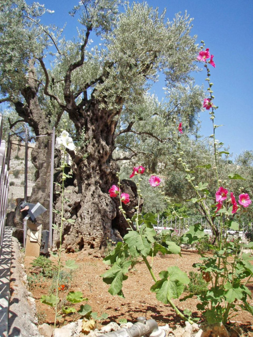 Jerozolima - biblijny ogród Getsemani. Tu modlił się Jezus.