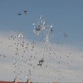 gołębie w Koszalinie