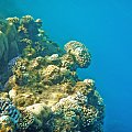 Sharm El Sheikh - Morze Czerwone.